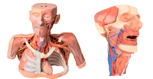 3d-series-anatomia