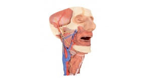 cabeza-columna-visceral-del-cuello-mp1670-erler-zimmer