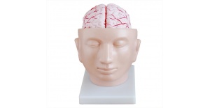 cerebro-con-arterias-en-la-cabeza-xc-318-de-Human3D