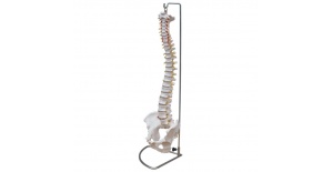 columna-vertebral-de-tamano-natural-con-pelvis-xc-105-Human3D