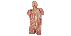 diseccion-profunda-de-la-pared-posterior-del-cuerpo-ventral-mp1410-de-erler-zimmer