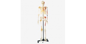 esqueleto-con-colores-y-ligamentos-en-pvc-gd-a11102-de-general-doctor