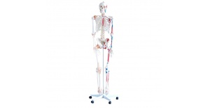 esqueleto-con-musculos-y-ligamentos-xc-101a-de-human3d