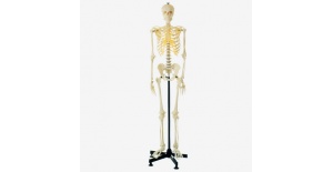esqueleto-humano-artificial-gd-a11101-de-general-doctor