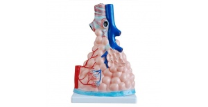 modelo-de-alveolos-pulmonares-magnificados-xc-302-de-Human3D