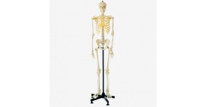 modelo-de-esqueleto-gd-a11101-3-en-cuerpo-entero-de-general-doctor