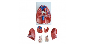 modelo-de-laringe-corazon-pulmon-xc-320-de-Human3D-2