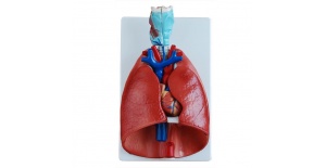 modelo-de-laringe-corazon-pulmon-xc-320-de-Human3D