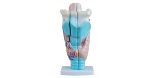 modelo-de-laringe-humana-magnificada-xc-301-de-Human3D