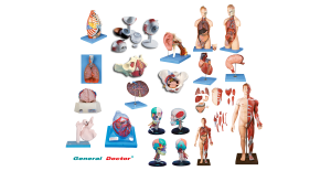 modelos-anatomicos_1652516199
