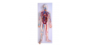 sistema-circulatorio-xc-322-de-Human3D