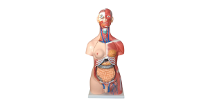 torso-unisex-con-musculos-85cm-30-partes-xc-210-de-Human3D-1