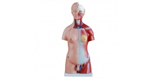 torso-unisex-de-45cm-23piezas-xc-205-de-Human3D