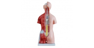torso-unisex-de-45cm-23piezas-xc-205-de-Human3D2