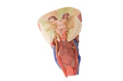 cabeza-columna-visceral-del-cuello-mp1670-erler-zimmer-2