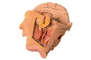 cabeza-y-cuello-mp1660-erler-zimmer