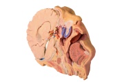 cabeza-y-cuello-mp1660-erler-zimmer1