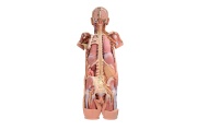 diseccion-del-sistema-nervioso-vista-posterior-mp1400-de-erler-zimmer