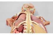 diseccion-del-sistema-nervioso-vista-posterior-mp1400-de-erler-zimmer2