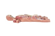 diseccion-del-sistema-nervioso-vista-posterior-mp1400-de-erler-zimmer3