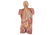 diseccion-profunda-de-la-pared-posterior-del-cuerpo-ventral-mp1410-de-erler-zimmer