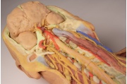 diseccion-profunda-de-la-pared-posterior-del-cuerpo-ventral-mp1410-de-erler-zimmer2