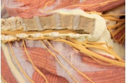 diseccion-profunda-de-la-pared-posterior-del-cuerpo-ventral-mp1410-de-erler-zimmer3