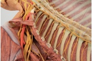 diseccion-profunda-de-la-pared-posterior-del-cuerpo-ventral-mp1410-de-erler-zimmer4