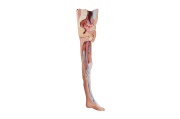 miembro_inferior__diseccion_superficial_con_pelvis_izquierda_masculina_-_mp1818_de_erler-zimmer