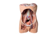 pared-abdominal-posterior-mp1300-de-erler-zimmer