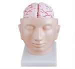 cerebro-con-arterias-en-la-cabeza-xc-318-de-Human3D