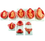 el-proceso-de-desarrollo-del-feto-xc-414-human3d