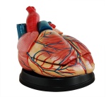 modelo-de-corazon-estilo-jumbo-xc-307c-de-Human3D
