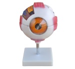 modelo-de-ojo-gigante-xc-316a-de-Human3D