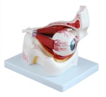 ojo-con-orbita-xc-316b-de-Human3D