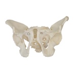 pelvis-masculina-adulta-xc-123-de-Human3D