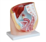 seccion-de-pelvis-femenina-humana-xc-332a-de-Human3D