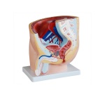 seccion-de-pelvis-masculina-humana-1-parte-xc-331a-de-Human3D