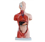 torso-de-15-partes-y-26cm-xc-203-de-Human3D