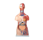 torso-unisex-con-musculos-85cm-30-partes-xc-210-de-Human3D-1