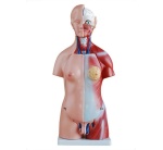 torso-unisex-de-45cm-23piezas-xc-205-de-Human3D