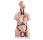 torso-unisex-de-85-cm-23-piezas-xc-204-de-Human3D-1