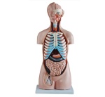 torso_sin_sexo_de_85_cm__20_partes_xc-206__human3d-1