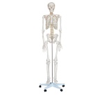 xc-101-esqueleto-de-tamano-natural