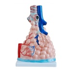 modelo-de-alveolos-pulmonares-magnificados-xc-302-de-Human3D