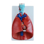 modelo-de-laringe-corazon-pulmon-xc-320-de-Human3D