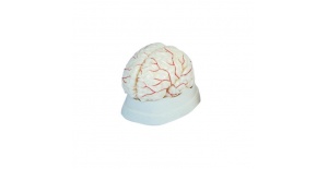 cerebro-con-arterias-xc-308-de-Human3D