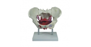 musculos-y-organos-pelvicos-femeninos-xc-125-de-Human3D