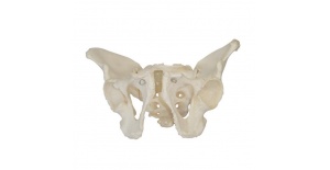 pelvis-masculina-adulta-xc-123-de-Human3D