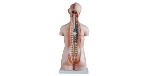 torso_sin_sexo_de_85_cm__20_partes_xc-206__human3d-2